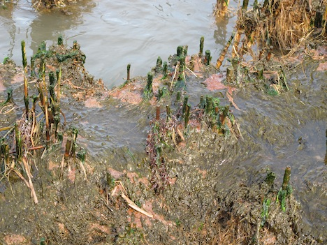 Oil can be seen (the lighter-colored stuff) seeping into the marshland. Brian Merchant / TreeHugger