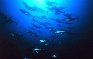 Bluefin tuna are international travelers. They leave their spawning grounds in the Gulf of Mexico early each spring and travel north along the U.S. Atlantic coast to the shores of Massachusetts and Nova Scotia, Canada. NOAA photo