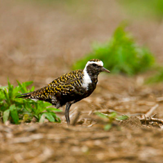 American Golden-plover. Several hundred of these were in an unplowed cornfield west of Savoy, Illinois, May 3, 2006. Their migration is one of the most amazing. The bird above possibly came from Patagonia or Tierra del Fuego and is on his way to the Artic. In the spring, they migrate north via the Great Plains. In the fall, they make a non-stop flight from eastern Canada to the northern coast of South America. RedStart Images