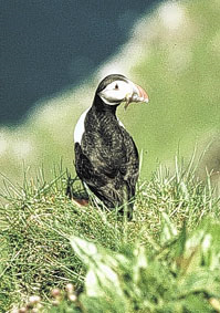 A drop in sand eels has led to puffin chicks starving to death.
