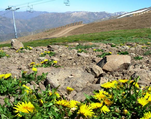 These invasive dandelions (Taraxacum officinale) are getting a foothold in mountain ecosystems such as this one in the Andes in Chile. (Credit: Anibal Pauchard)