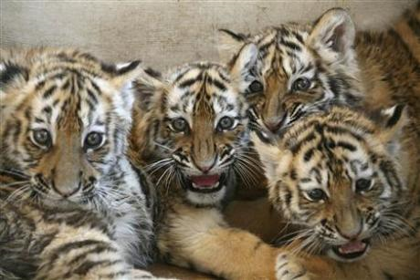 Siberian tiger cubs are seen at the Dalian Forest Zoo in Dalian, Liaoning province February 7, 2010. Credit: Reuters / Jacky Chen