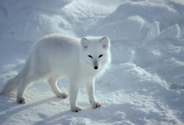 Arctic fox in the Canadian Arctic. (Credit: iStockphoto / John Pitcher)