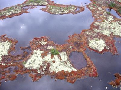 Pictured are lichen and shrub-covered palsas surrounded by a pond resulting from melting permafrost in a bog near the village of Radisson, Canada. (Credit: Serge Payette)