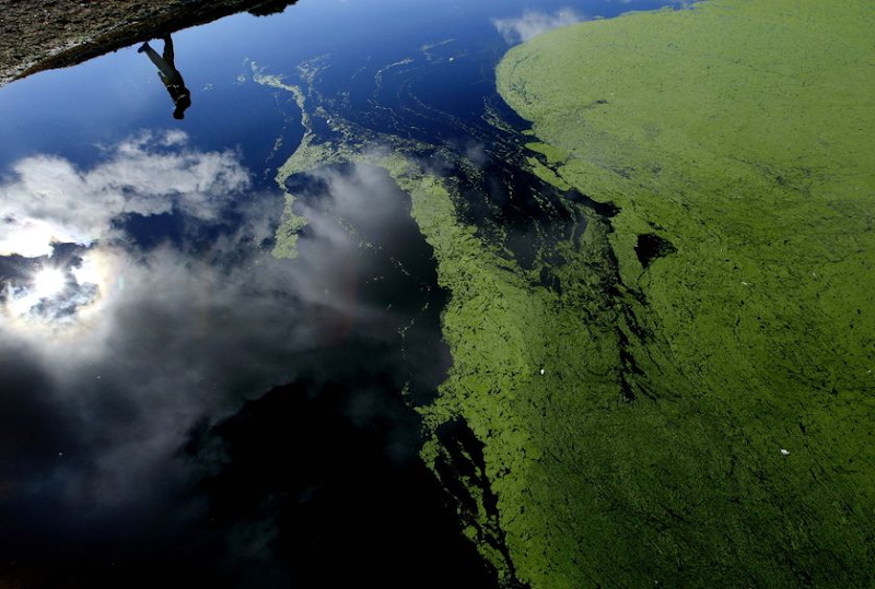 The algae has been detected from Lake Hume to Barham. (Reuters, file photo: David Gray, file photo)
