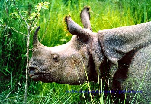 Asian one-horned rhino. Now a rare species. http://www.adsnepal.com/index.php?page=chitwan