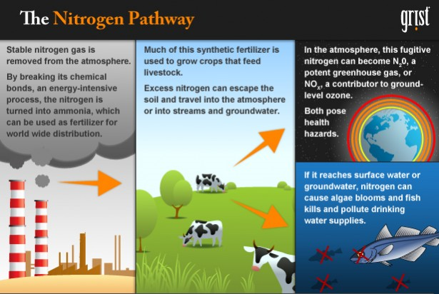 The nitrogen pathway. Synthetic fertilizer is made with reactive nitrogen—that’s what makes the fertilizer easy for plants to use. As it turns out, though, reactive nitrogen doesn’t always stay where you put it. Farmers may apply this synthetic fertilizer to their cornfields, but the nitrogen in it will happily engage with the soil carbon, oxygen, and water in its environment. This is the essential problem with reactive nitrogen—its ability to morph and move around, often to unhealthy ends. Grist.org