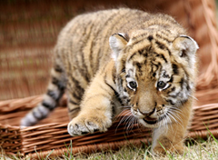 Six-week-old Siberian tiger cub Antares takes his first steps into the limelight during a presentation to the media at Berlin Zoo in Germany. BBC