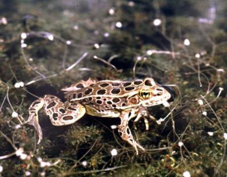 A leopard frog, Rana pipiens, from the Midwest where native frogs are suffering the effects of atrazine, is seen in a handout photo. Atrazine, one of the most commonly used and controversial weedkillers, can turn male frogs into females, researchers reported on Monday. Credit: Reuters / UC Berkeley / Tyrone Hayes