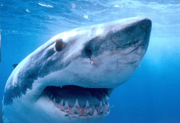 Studies on tagged great white sharks suggest there may be only a few thousand left. ALAMY 