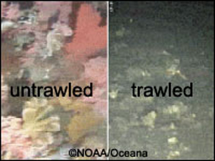 Deepwater coral destroyed by bottom trawling. NOAA / Oceana
