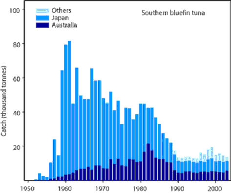Global catch data for Southern Bluefin Tuna (SBT) from 1952 through to 2003. Vessels fishing under six flags - Australia, Japan, Indonesia, Fishing Entity of Taiwan, Korea and New Zealand have historically taken significant quantities of SBT. The global catch of SBT peaked in 1961 at 81 605t. Since 1990 it has ranged between 13 231t (1994) and 19 588t (1999). The annual Australian catch of SBT peaked in 1982 at 21 501t. Since the 1989-90 season, it has been below 5265t. environment.gov.au