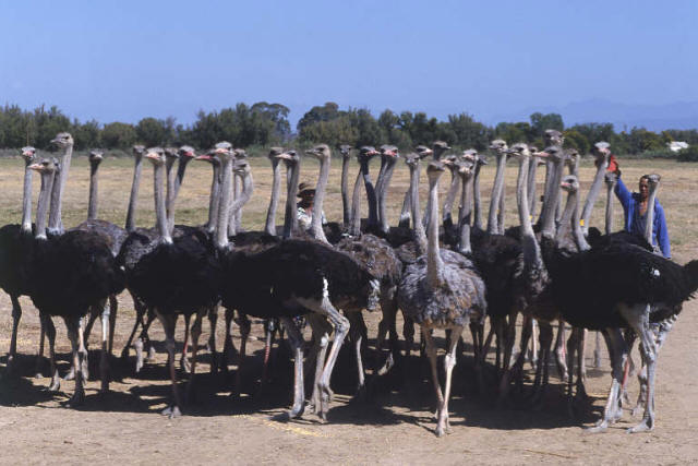 Ostriches of Oudtshoorn, South Africa. www.vuvuzela.com