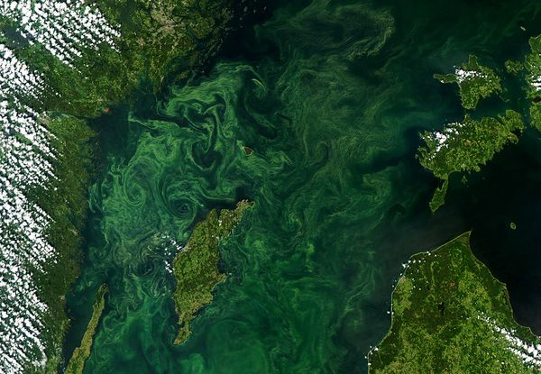 Algae blooms, seen in this July 2005 satellite image, have created the world's largest dead zone in the Baltic Sea. Image courtesy Jeff Schmaltz, NASA