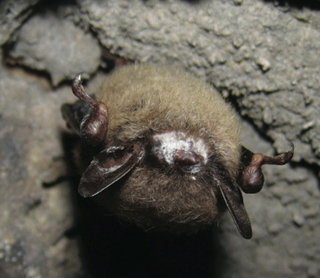 WHITE FUNGUS is visible around the nose of this little brown bat hibernating in a West Virginia cave. JOHN M. BURNLEY / Photo Researchers, inc.