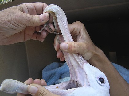 Hooked ... the world's largest seabird, the wandering albatross, is relieved of an eight-centimetre fish hook protruding through its bill, before being released off Tasmania. Photo: Tasmanian Department of Primary Industries, Water and Environment