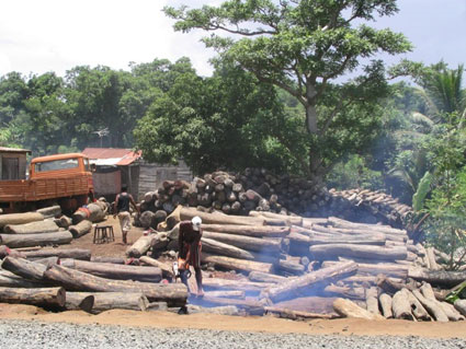 Rosewood logging in Madagascar. Photo courtesy Stuart Pimm. 