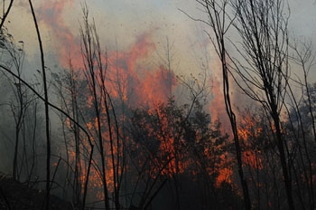 Continual hot, dry weather has led to a recent spate of large forest fires in northern areas of Vietnam. Photo: Tuoi Tre