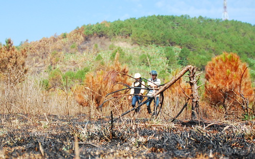 A forest fire on February 13 destroyed nearly 2 hectares of 16-year-old pine trees in the Central Highlands province of Gia Lai. VietNamNet / Tuoi Tre