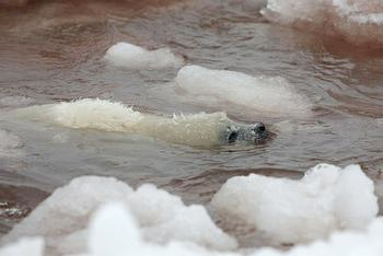 Evolved to live its first months on ice, seal pup struggles through slushy water in the Gulf of St. Lawrence. March 22, 2010. (Photo courtesy IFAW)