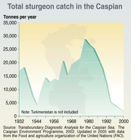 Total Sturgeon catch in the Caspian, 1932-2000. UN FAO