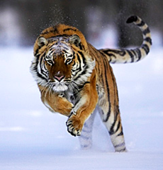 Siberian tiger on the run. Joe and Mary Ann McDonald