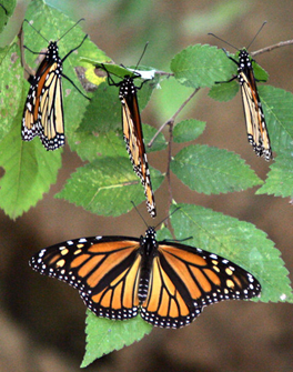 Monarchs start appearing in North Texas between now and the end of March. Those that appear later likely hatched here. Some will fly north, but others will summer in Texas. STAR-TELEGRAM ARCHIVES (2006) / KELLEY CHINN