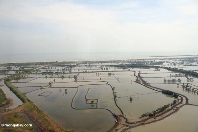 Mangroves in Indonesia cleared for aquaculture and farming. Photo by: Rhett A. Butler. 