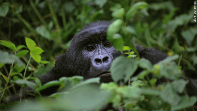 A gorilla looks on while relaxing in a clearing on the slopes of Mount Mikeno in the Virunga National Park on November 28, 2008. CNN