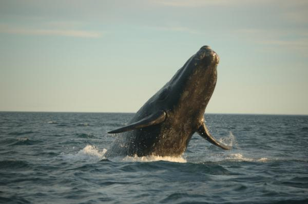 Right whale. A few years ago, right whales began washing up on the shores of Argentina's Patagonian coast. (Credit: iStockphoto)