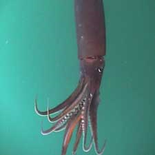 CORPULENT CALAMARI:  Changes in the eastern Pacific Ocean make many researchers think the Humboldt's range will continue to expand. But the jumbo squid's ecological impact has yet to be determined. SCOT ANDERSON