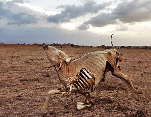 The skeletal carcasses of drought-stricken cattle rests in a bizarre pose in a parched field in Kitengela, Kenya, 31 miles east of the capital Nairobi, Saturday, Sept. 19, 2009. This year's drought has withered crops, killed animal livestock and driven some millions of Kenyans to seek emergency food aid. The problems have reached Kenya's capital, Nairobi, where the government has started power rationing. (Sayyid Azim / AP Photo)