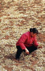 A woman checks rapeseed plants withered from lack of water at Xijie village in China's Henan province on Wednesday. (Color China Photo / Associated Press)