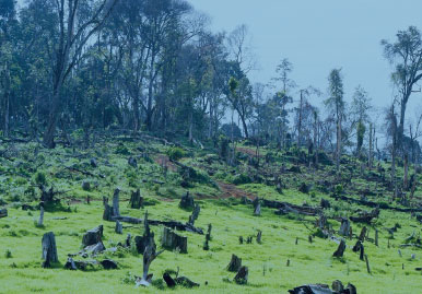 Destruction at Mau Forest. Victor Nzuma / Standard