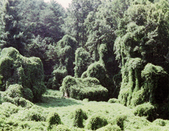 Trees overgrown with kudzu.  