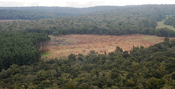 Deforestation in the Mau Florest. International Land Coalition