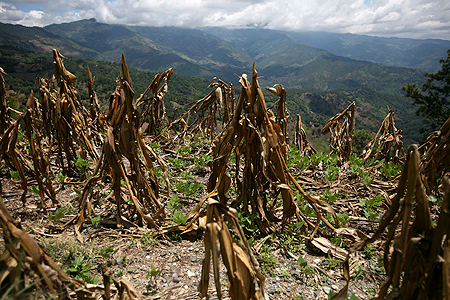 A view of a corn crop, ruined by drought, in Baja Verapaz, Guatemala. Guatemala's President Alvaro Colom declared a state of 'calamity' over food supply in Guatemala, where a prolonged dry spell has reduced the harvest of staples like maize and beans by up to 50 per cent. REUTERS via Straits Times, 24 Sep 2009