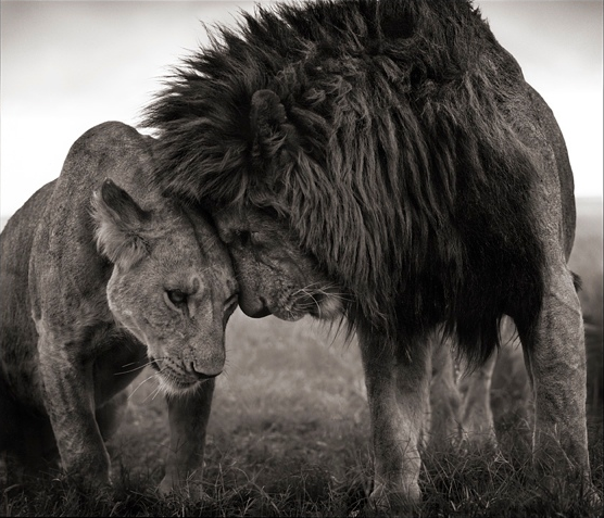 Lions head to head, Masai Mara, 2008. Nick Brandt 
