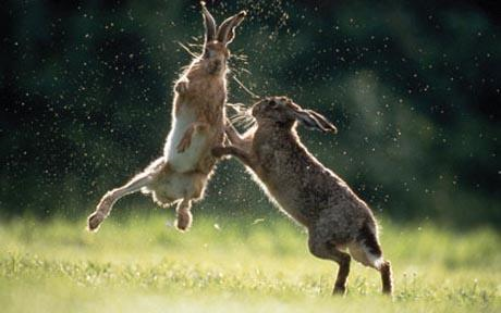 The brown hare has suffered from an increase in the number of predators,mainly foxes, and loss of cover  Photo: Alamy