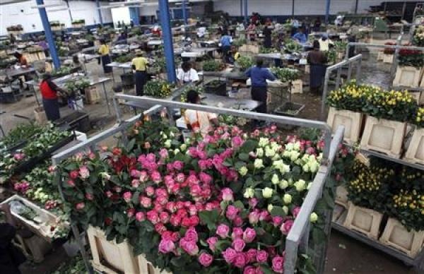 Workers prepare roses for export to the European market at the Maridadi Flowers warehouse in Naivasha, 90 km (56 miles) west of Kenya's capital Nairobi, April 19, 2010. Credit: REUTERS / Thomas Mukoya