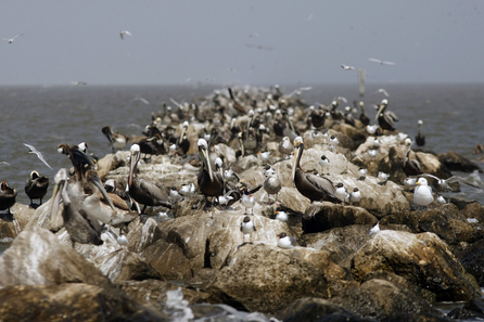 Colonies of brown pelicans and sea gulls are seen in the Breton Sound of the Gulf of Mexico off the coast of Louisiana Saturday, 1 May 2010. Photo by Associated Press 
