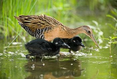 King rail with chicks (Photo courtesy Missouri Department of Conservation)