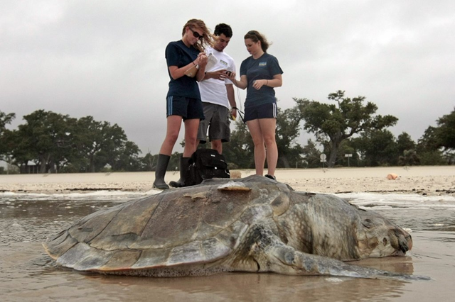 Institute of Marine Mammal Sciences researchers gather data before collecting a dead sea turtle on the beach in Pass Christian, Miss., Sunday, May 2, 2010. At rear are researchers (L-R) Kelly Folkedahl, Justin Main and Meagan Broadway. The researchers were collecting dead turtles and will examine them to determine the cause of death. (AP Photo / Dave Martin)