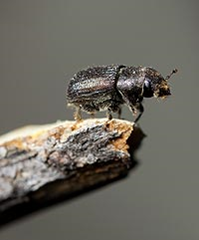 The tiny mountain pine beetle, which is just a quarter of an inch long, has destroyed nearly 70,000 square miles of forest in the Rocky Mountains. Photo by iStock