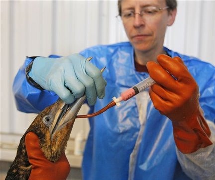 Dr. Erica Miller, with Tri-State Bird Rescue and Research, works to give a dose of Pepto-Bismol to a Northern Gannet bird, normally white when full grown, which is covered in oil from a massive spill in the Gulf of Mexico, at a facility in Fort Jackson, La., Friday, April 30, 2010. (AP Photo / Alex Brandon)
