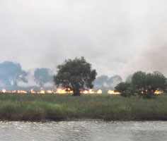 Tram Chim National Park in the southern province of Dong Thap, Vietnam was set a blaze by two large fires on April 25. (Photo: Lao Dong)