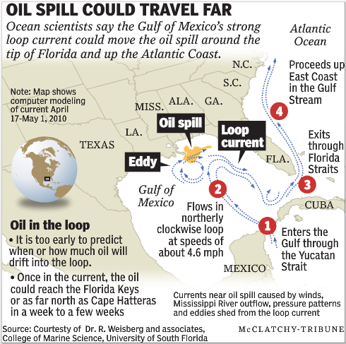 Projected oil spill path. The oil spill from the Deepwater Horizon may be carried by the Gulf of Mexico's strong loop current. McClatchy-Tribune