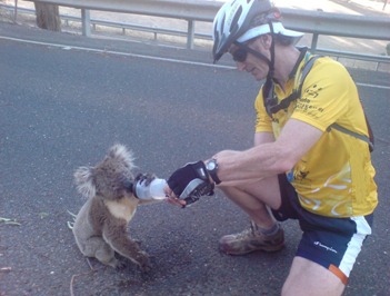 Sharing a water bottle with a thirsty koala (ABC Local: Tim Noonan)