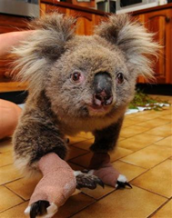 A Koala nicknamed Sam, saved from the bushfires in Gippsland, is cared at the Mountain Ash Wildlife Center in Rawson, 100 miles (170 kilometers) east of Melbourne, Australia, where workers were scrambling to salve the wounds of possums, kangaroos and lizards Wednesday, Feb. 11, 2009. More than 180 people were killed in the weekend's fires, and on Wednesday, the scope of the devastation to Australia's wildlife began to emerge, with officials estimating that millions of animals also perished in the inferno. (AP Photo)