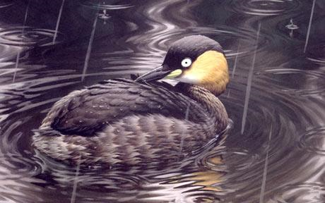 The Alaotra grebe has been driven to extinction by the introduction of non-native carnivorous fish to lakes in the area of east Madagascar where it was found. Photo: AP